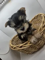 Mister, a male Yorkshire Terrier for sale in Sullivan, OH – Photo 5 of 5