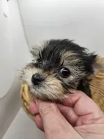 Mister, a male Yorkshire Terrier for sale in Sullivan, OH – Photo 3 of 5