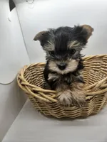 Mister, a male Yorkshire Terrier for sale in Sullivan, OH – Photo 1 of 5