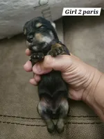 Lady, a female Yorkshire Terrier for sale in Sullivan, OH – Photo 2 of 4