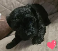 Blacky, a female Yorkshire Terrier for sale in Sullivan, OH – Photo 2 of 3