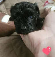 Blacky, a female Yorkshire Terrier for sale in Sullivan, OH – Photo 3 of 3