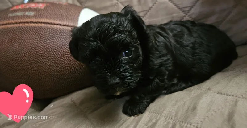 Blacky, a female Yorkshire Terrier for sale in Sullivan, OH – Photo 1 of 3