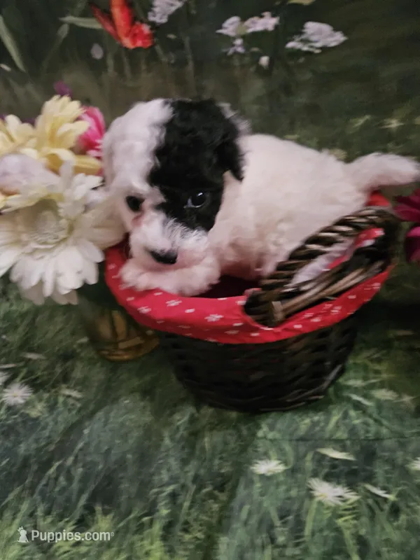 Darla, a female Poodle - Toy  for sale in Sullivan, OH – Photo 1 of 5
