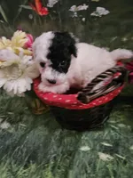 Darla, a female Poodle - Toy  for sale in Sullivan, OH – Photo 1 of 5