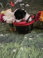 Darla, a female Poodle - Toy  for sale in Sullivan, OH – Photo 5 of 5