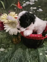 Darla, a female Poodle - Toy  for sale in Sullivan, OH – Photo 3 of 5