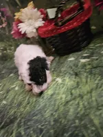 Darla, a female Poodle - Toy  for sale in Sullivan, OH – Photo 4 of 5