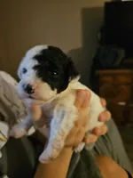 Darla, a female Poodle - Toy  for sale in Sullivan, OH – Photo 2 of 5