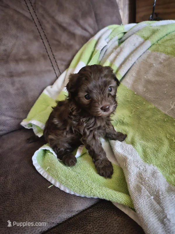 Belle, a female Yorkipoo for sale in Sullivan, OH – Photo 1 of 2