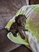 Belle, a female Yorkipoo for sale in Sullivan, OH – Photo 1 of 2