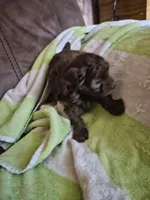 Belle, a female Yorkipoo for sale in Sullivan, OH – Photo 2 of 2