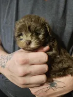 Sassy, a female Yorkipoo for sale in Sullivan, OH – Photo 4 of 6