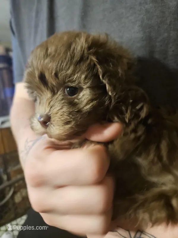 Sassy, a female Yorkipoo for sale in Sullivan, OH – Photo 1 of 6