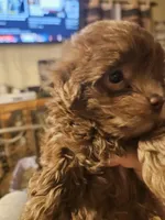 Sassy, a female Yorkipoo for sale in Sullivan, OH – Photo 5 of 6