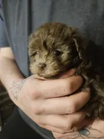 Sassy, a female Yorkipoo for sale in Sullivan, OH – Photo 3 of 6