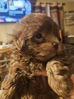 Sassy, a female Yorkipoo for sale in Sullivan, OH – Photo 6 of 6