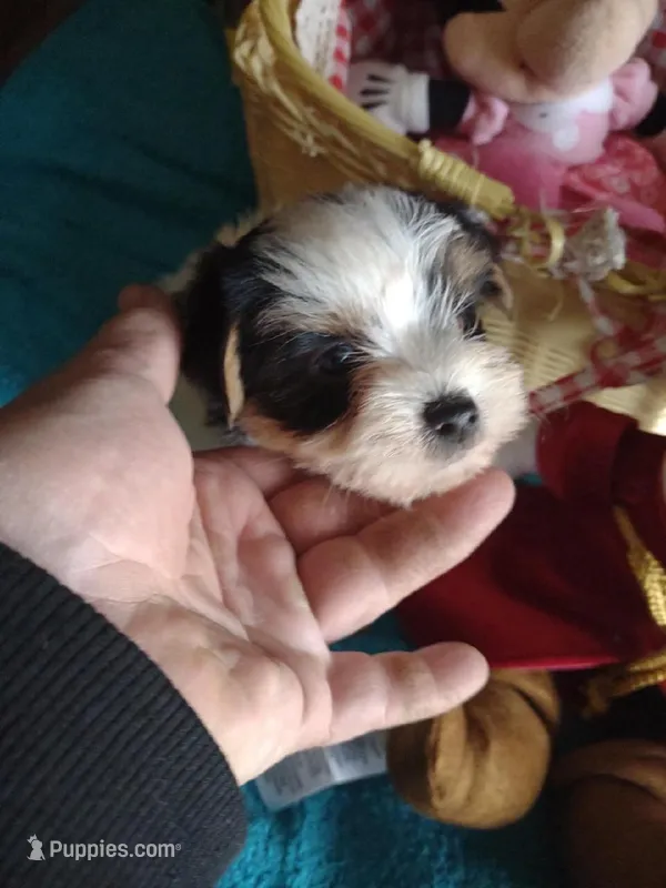 Sasha, a female Yorkshire Terrier for sale in Sullivan, OH – Photo 1 of 2