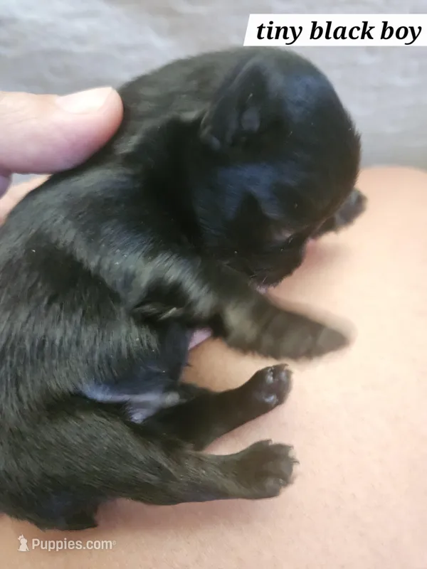 Ozzy, a male Yorkshire Terrier for sale in Sullivan, OH – Photo 1 of 5