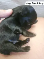 Ozzy, a male Yorkshire Terrier for sale in Sullivan, OH – Photo 1 of 5