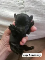 Ozzy, a male Yorkshire Terrier for sale in Sullivan, OH – Photo 4 of 5