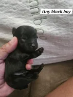 Ozzy, a male Yorkshire Terrier for sale in Sullivan, OH – Photo 5 of 5