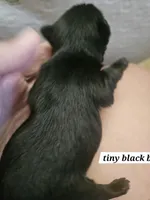 Ozzy, a male Yorkshire Terrier for sale in Sullivan, OH – Photo 2 of 5