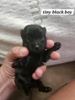 Ozzy, a male Yorkshire Terrier for sale in Sullivan, OH – Photo 3 of 5