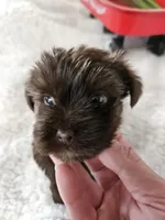 Buster, a male Yorkshire Terrier for sale in Sullivan, OH – Photo 4 of 7