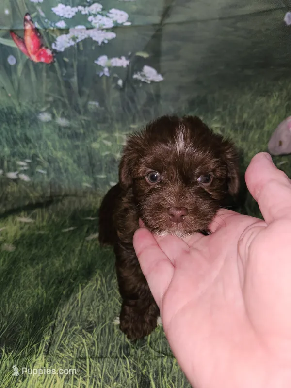 Buster, a male Yorkshire Terrier for sale in Sullivan, OH – Photo 1 of 7