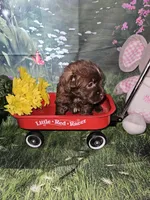 Buster, a male Yorkshire Terrier for sale in Sullivan, OH – Photo 3 of 7