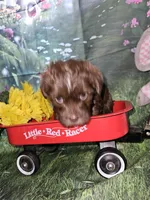 Buster, a male Yorkshire Terrier for sale in Sullivan, OH – Photo 2 of 7