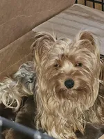 Buster, a male Yorkshire Terrier for sale in Sullivan, OH – Photo 7 of 7