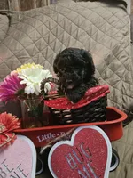 Gloria, a female Poodle - Toy  for sale in Sullivan, OH – Photo 4 of 4