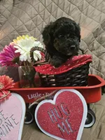 Gloria, a female Poodle - Toy  for sale in Sullivan, OH – Photo 3 of 4