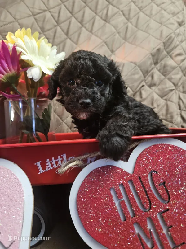 Gloria, a female Poodle - Toy  for sale in Sullivan, OH – Photo 1 of 4