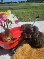 Hank, a male Yorkshire Terrier for sale in Sullivan, OH – Photo 1 of 4