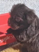 Hank, a male Yorkshire Terrier for sale in Sullivan, OH – Photo 4 of 4