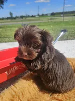 Hank, a male Yorkshire Terrier for sale in Sullivan, OH – Photo 2 of 4