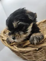 Bailey, a male Yorkshire Terrier for sale in Sullivan, OH – Photo 4 of 5