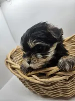 Bailey, a male Yorkshire Terrier for sale in Sullivan, OH – Photo 2 of 5