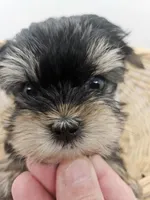 Bailey, a male Yorkshire Terrier for sale in Sullivan, OH – Photo 3 of 5