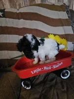 Moose, a male Poodle - Toy  for sale in Sullivan, OH – Photo 2 of 9