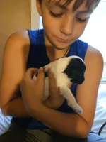 Moose, a male Poodle - Toy  for sale in Sullivan, OH – Photo 8 of 9