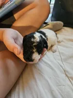 Moose, a male Poodle - Toy  for sale in Sullivan, OH – Photo 9 of 9