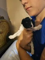 Moose, a male Poodle - Toy  for sale in Sullivan, OH – Photo 7 of 9