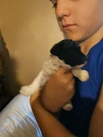 Moose, a male Poodle - Toy  for sale in Sullivan, OH – Photo 6 of 9