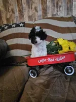 Moose, a male Poodle - Toy  for sale in Sullivan, OH – Photo 1 of 9