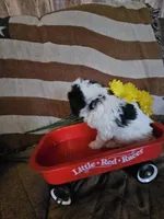 Moose, a male Poodle - Toy  for sale in Sullivan, OH – Photo 3 of 9