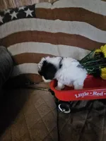 Moose, a male Poodle - Toy  for sale in Sullivan, OH – Photo 5 of 9